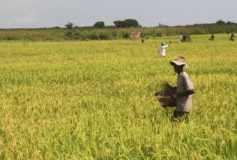 BURKINA FASO : Au-delà de la production, il faut commercialiser au juste prix !