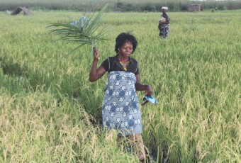 BURKINA FASO : Au-delà de la production, il faut commercialiser au juste prix !