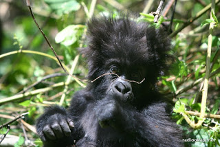 Nord-Kivu : Malgré le danger, le parc national des Virunga célèbre son 90e anniversaire