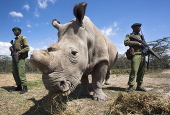 Braconnage au Kenya : le dernier rhinocéros blanc en danger