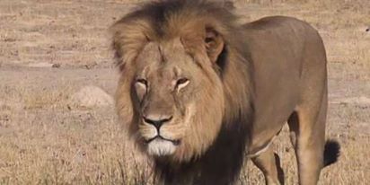Zimbabwe : La mort du lion Cécil suscite l’émoi de tout le monde
