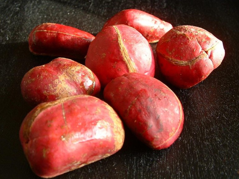 Effet De La Noix De Cola La noix de Kola, symbole de fécondité au Nigéria