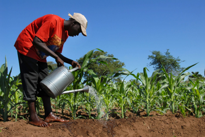 L’atrazine, un herbicide toxique et interdit exporté par la France vers l’Afrique