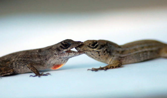 « La querelle des deux lézards » par Amadou Hampâté Bâ