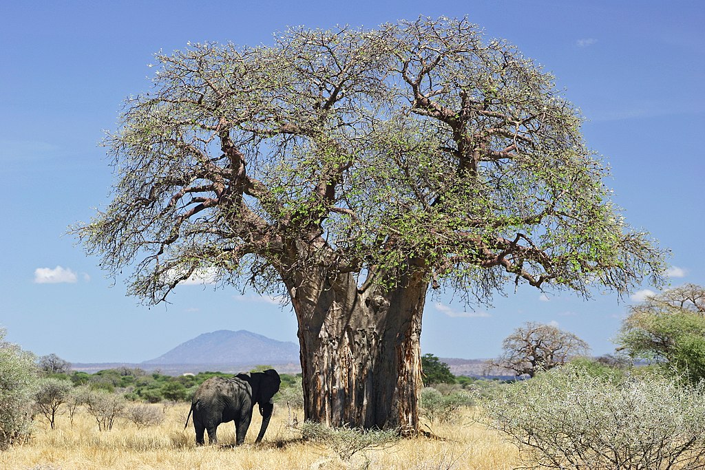 Pourquoi les plus grands et plus anciens baobabs africains disparaissent-ils ?