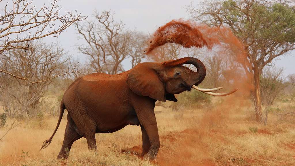 La faune africaine menacée de disparition