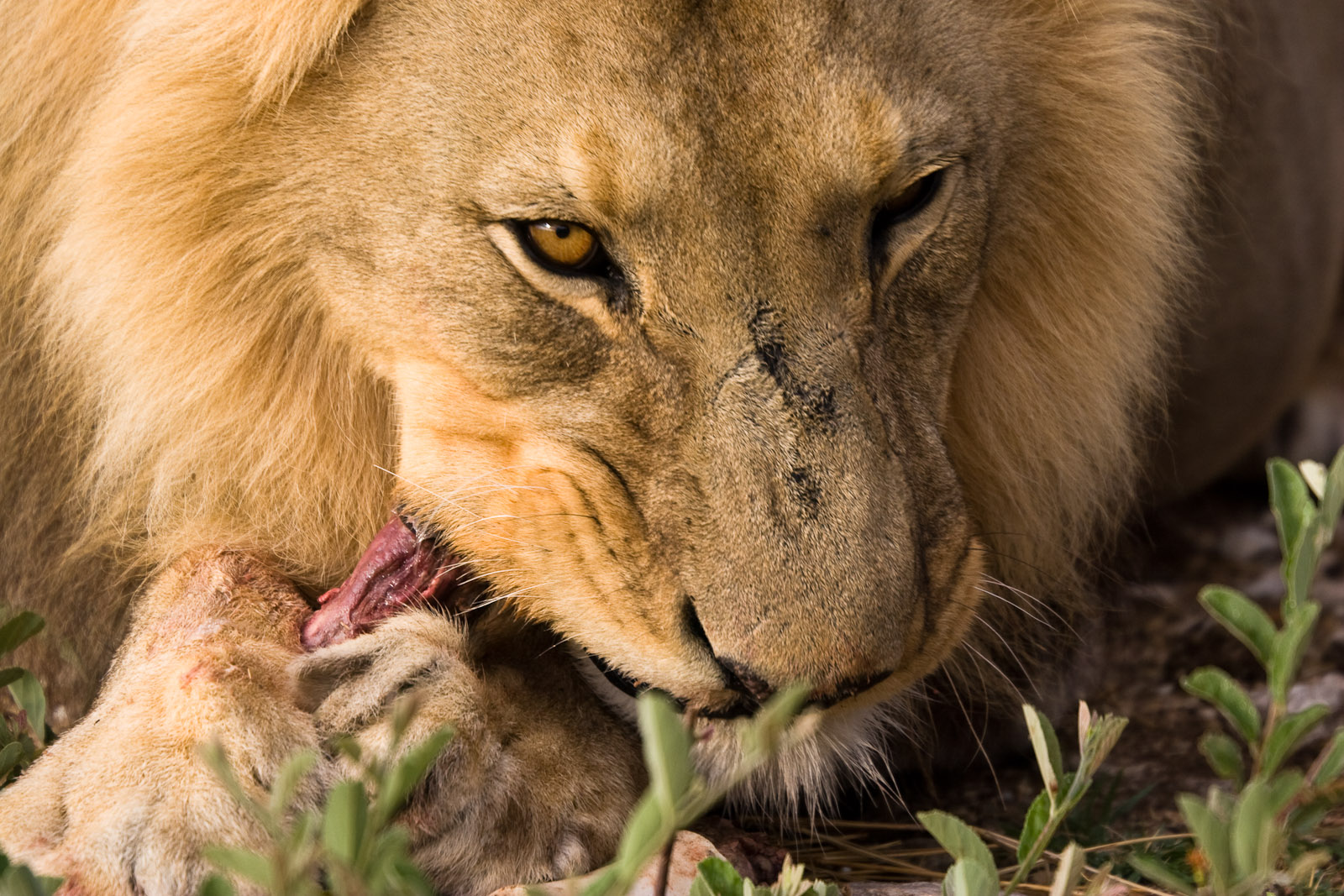 Braconnage : Ils sont dévorés par des lions alors qu’ils chassaient le rhinocéros