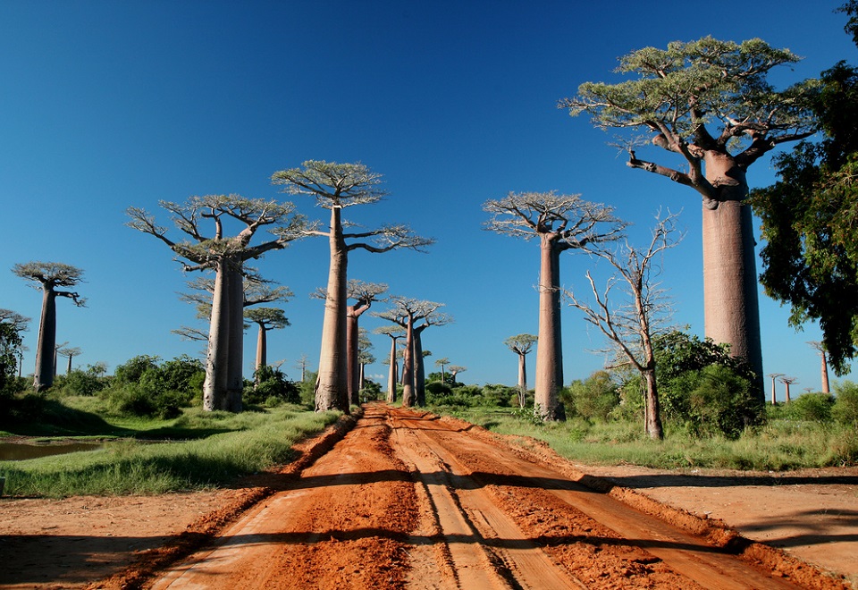 Allee des Baobabs, Madagascar