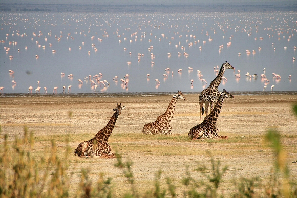 La Nature africaine dans toute sa splendeur