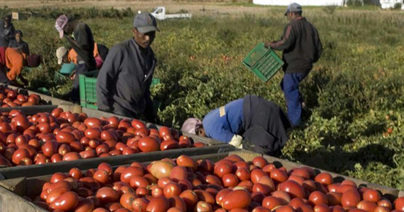 Esclavage moderne : les Africains cueilleurs de tomates en Italie