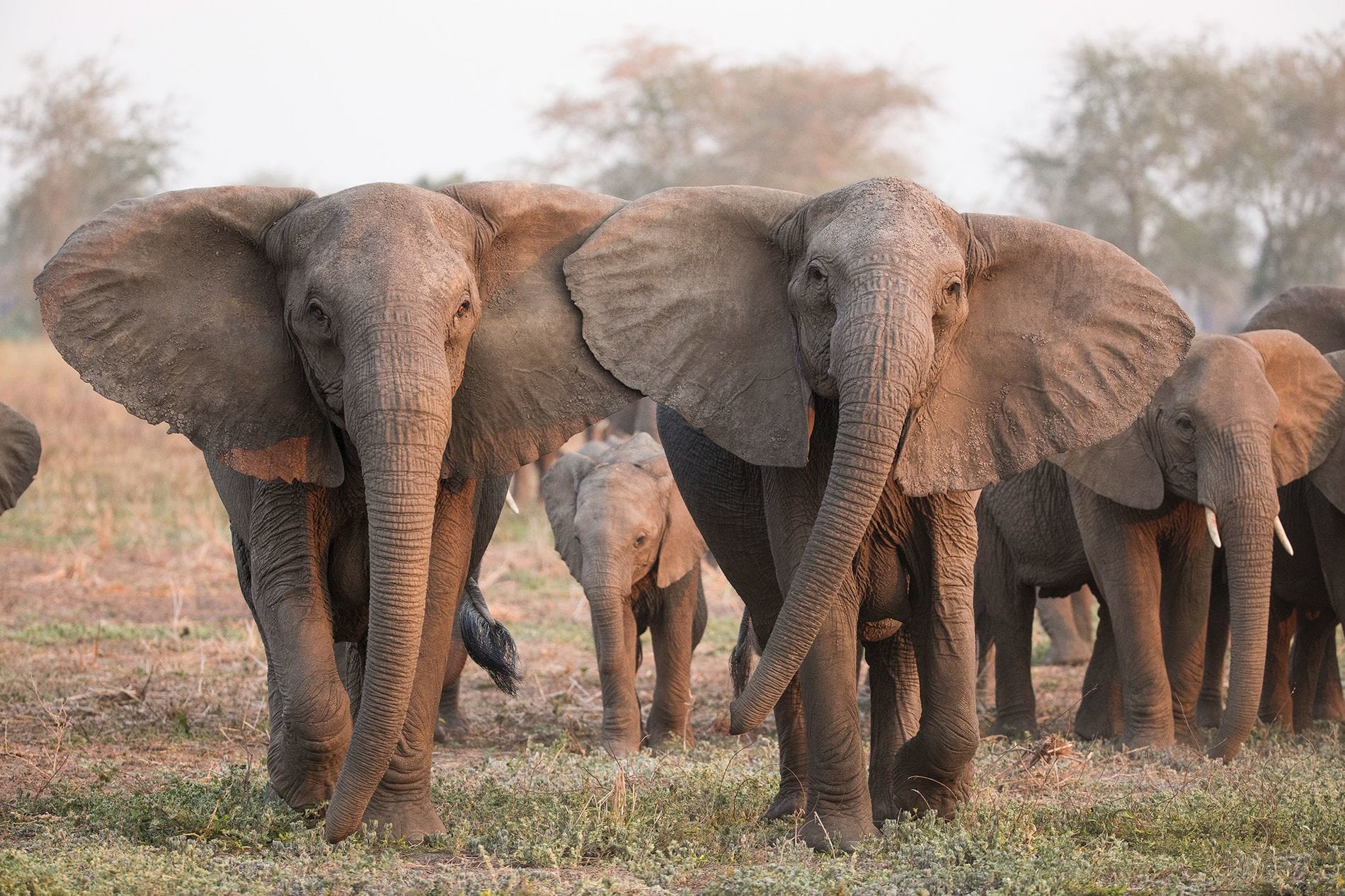 A cause du braconnage, de plus en plus d’éléphants naissent sans défenses