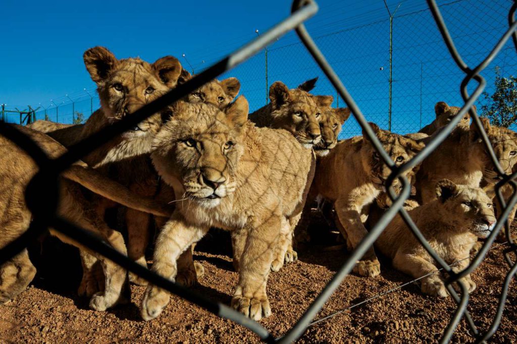 Afrique du Sud: des lions d’élevage, chassés puis vendus pour leurs os