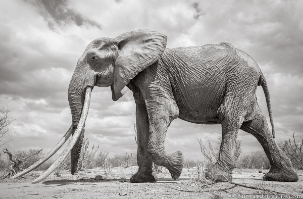 Les dernières photos de la majestueuse « Reine des éléphants »