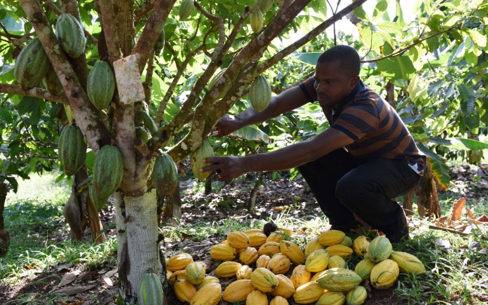 Cacao : Ghana et Côte d’Ivoire suspendent leurs ventes dans l’attente d’un prix minimum