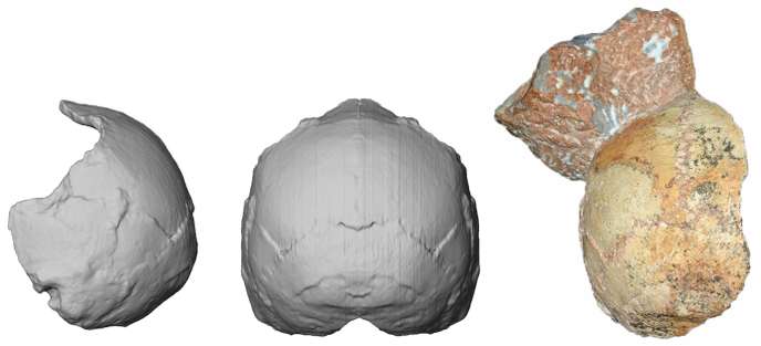 Un crâne vieux de 210 000 ans retrouvé en Europe