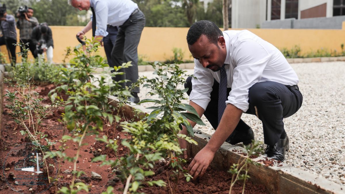 L’Ethiopie plante 350 millions d’arbres en une journée