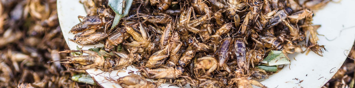 Les spécialités culinaires les plus insolites en Afrique