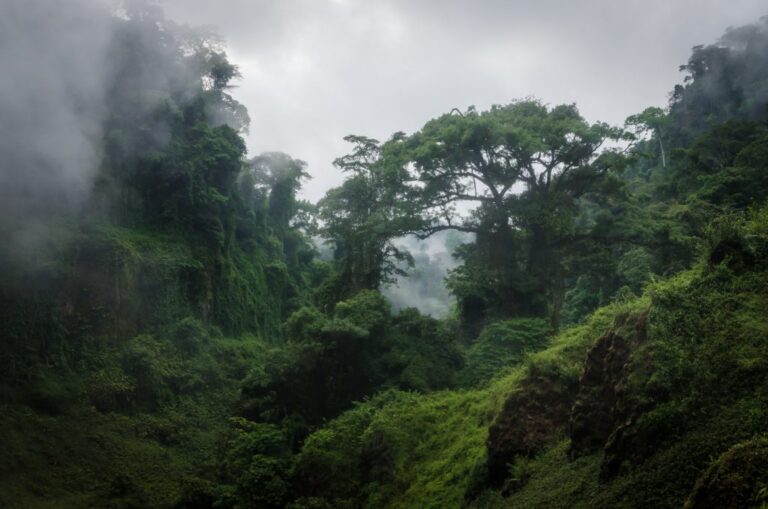 Un élan pour la décennie africaine du boisement, pétition pour sauver nos forêts