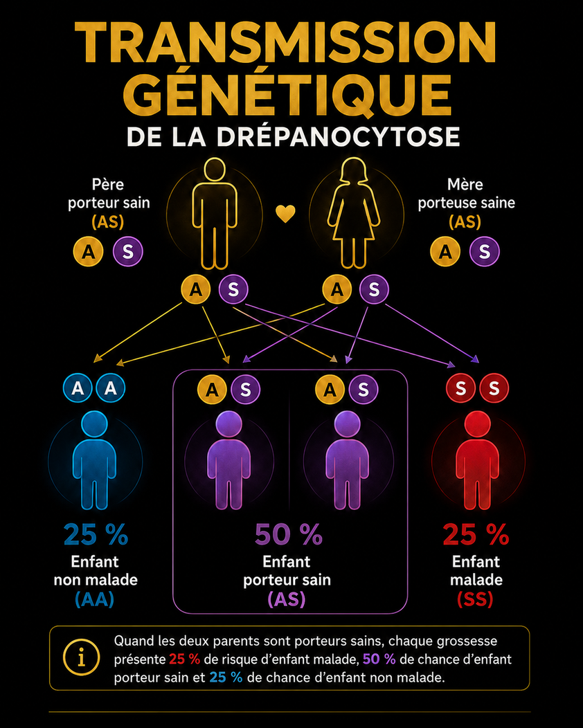 Drépanocytose : comprendre la maladie génétique qui bouleverse des millions de vies